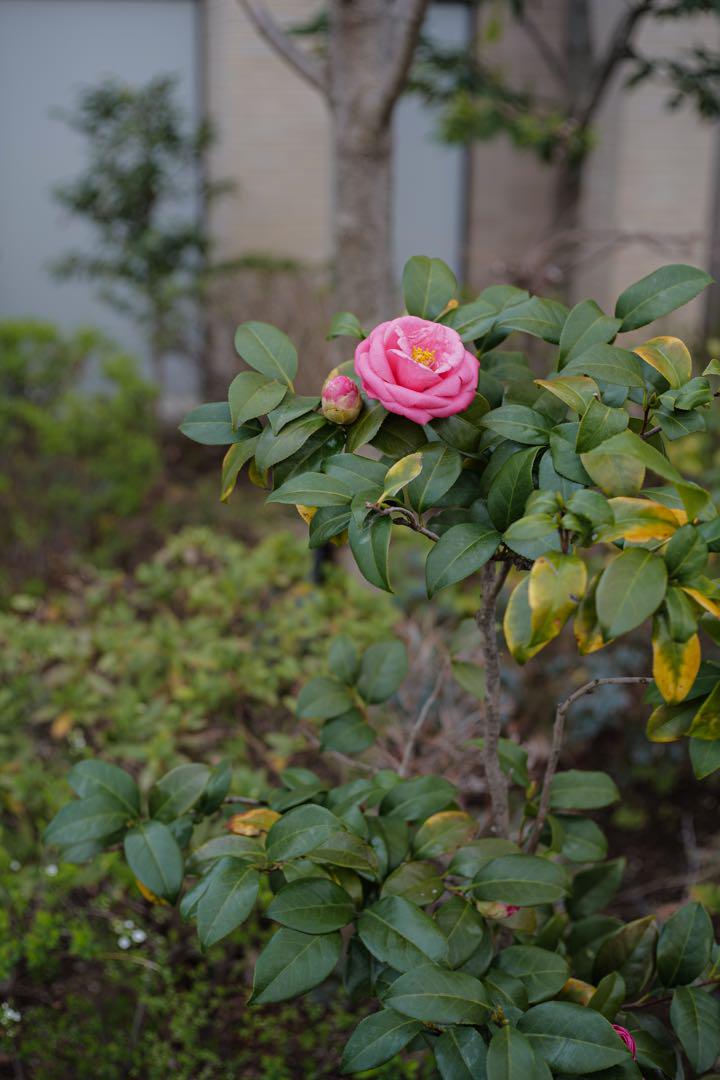 ヤシカCONTAX Zeiss Tessar T* 45mm F2.8 AEJ