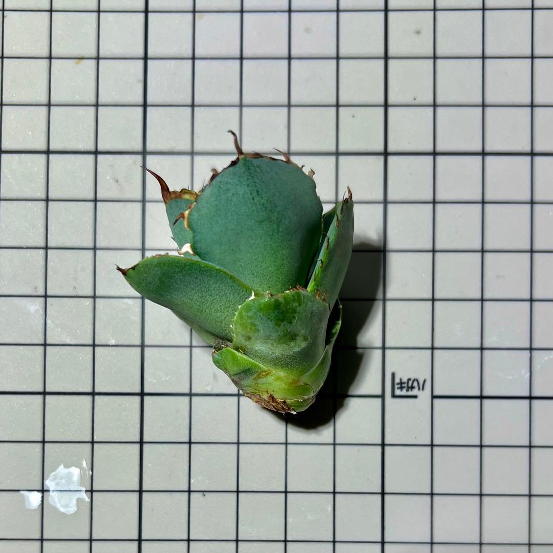 クラウンイーグル 冠鷲 子株 未発根 アガベ チタノタ バットマン WWW_GEBZETESISAT_COM_TR