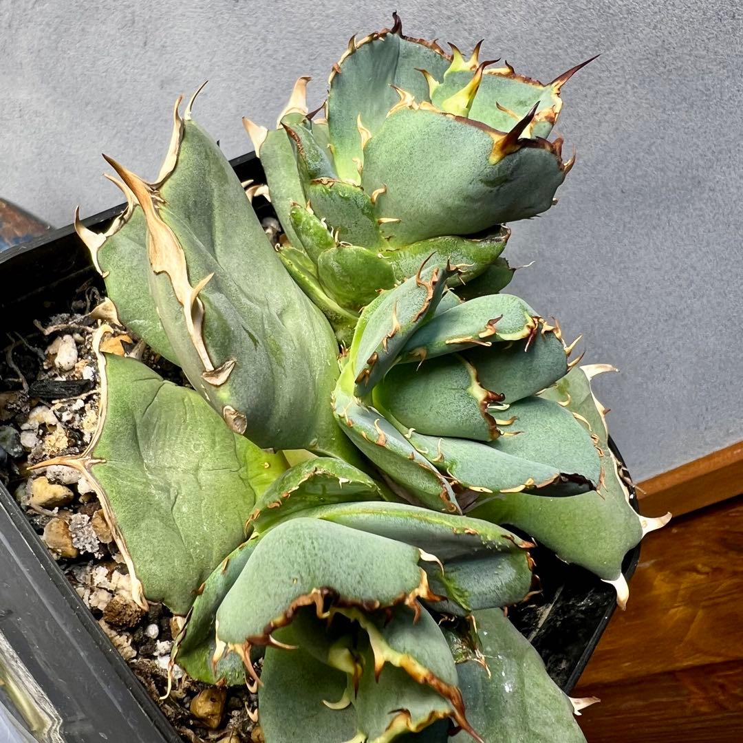 o*g様 クラウンイーグル 冠鷲 子株 未発根 アガベ チタノタ