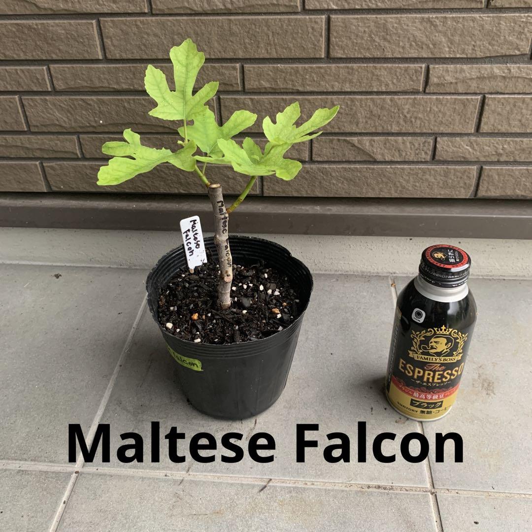 春先取りの Maltese Falcon苗 いちじく苗 イチジク苗 植物/観葉植物