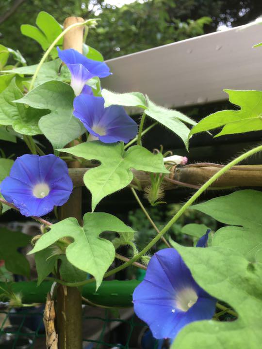 メルカリ 野生の朝顔 瑠璃色 白色 青空色 日本朝顔原種 各粒 植物 観葉植物 333 中古や未使用のフリマ メルカリ 野生の朝顔 瑠璃色 白色 青空色 日本朝顔原種 各粒 植物 観葉植物 333 中古や未使用のフリマ