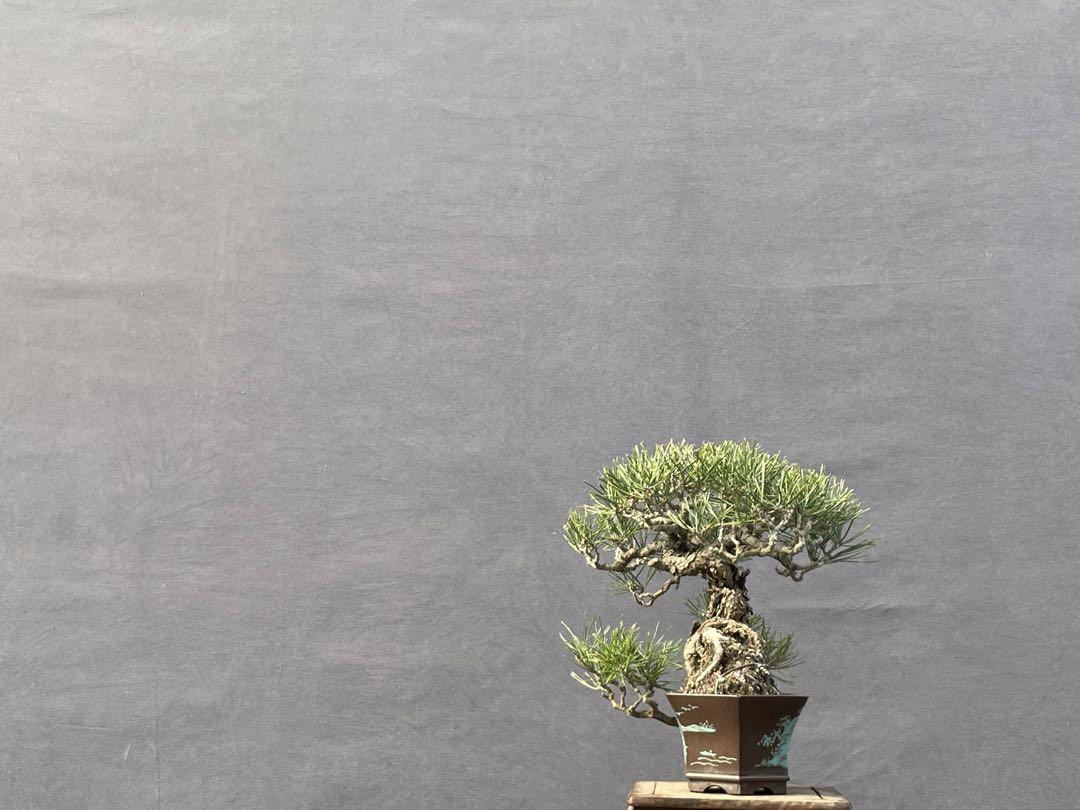 三河盆栽　赤松　盆栽