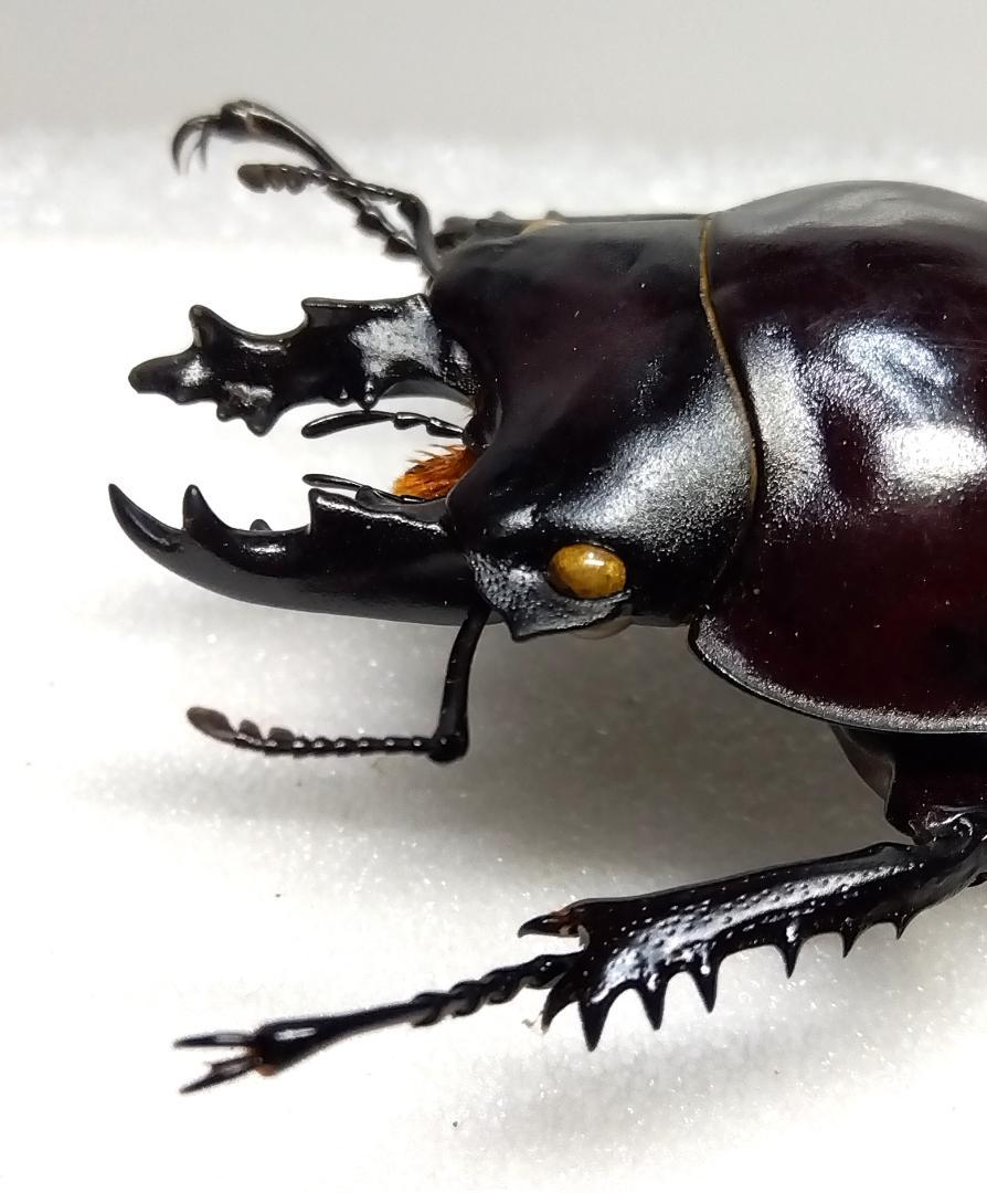 値下げ　②西表島産ヤエヤママルバネクワガタ１♂（野外採集品）