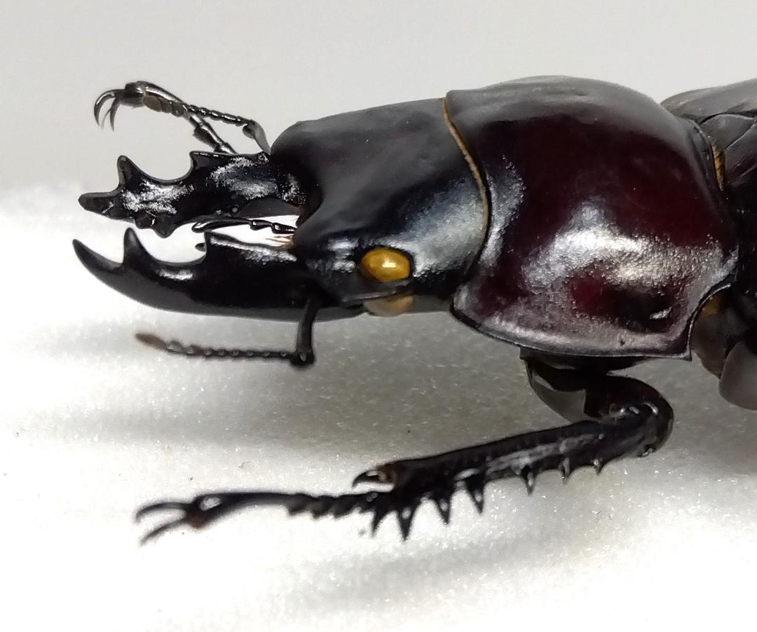 値下げ　②西表島産ヤエヤママルバネクワガタ１♂（野外採集品）