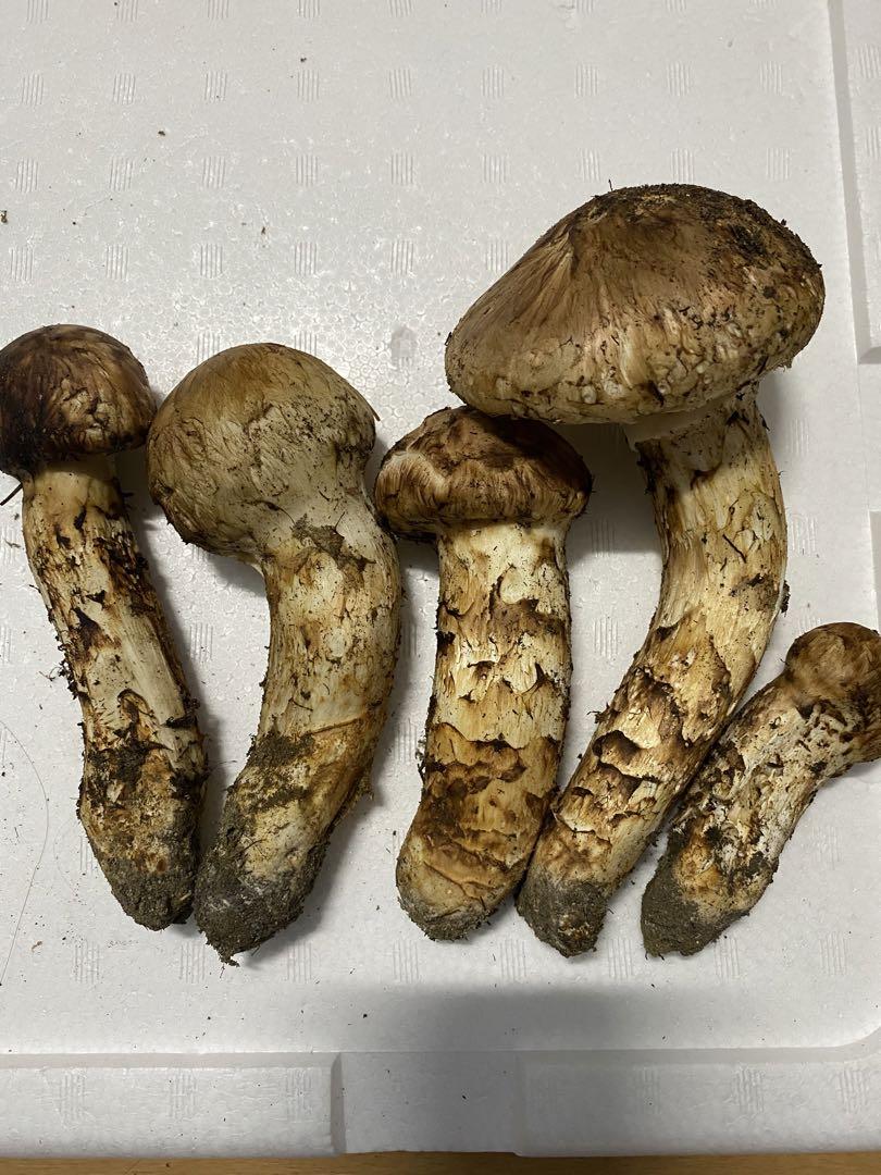 北海道　天然松茸