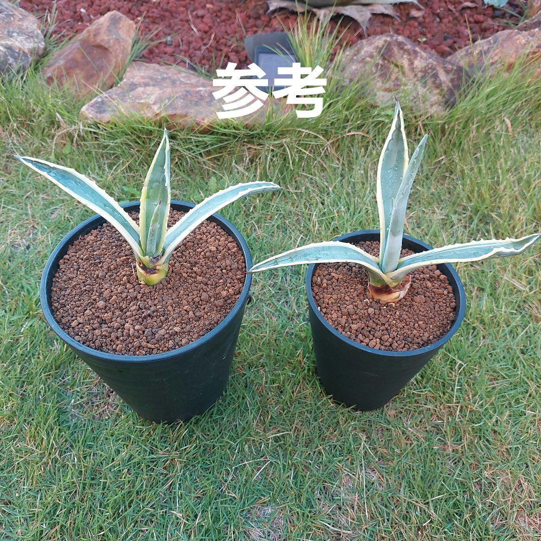 アガベ アメリカーナ❗抜き苗‼️ アガベ アメリカーナ❗抜き苗‼️