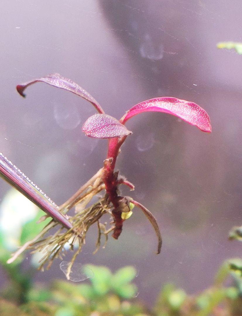 超歓迎得価 Bucephalandra sp. Brownie ghost 2011 2株 QXMyK-m69625994064 定番人気HOT