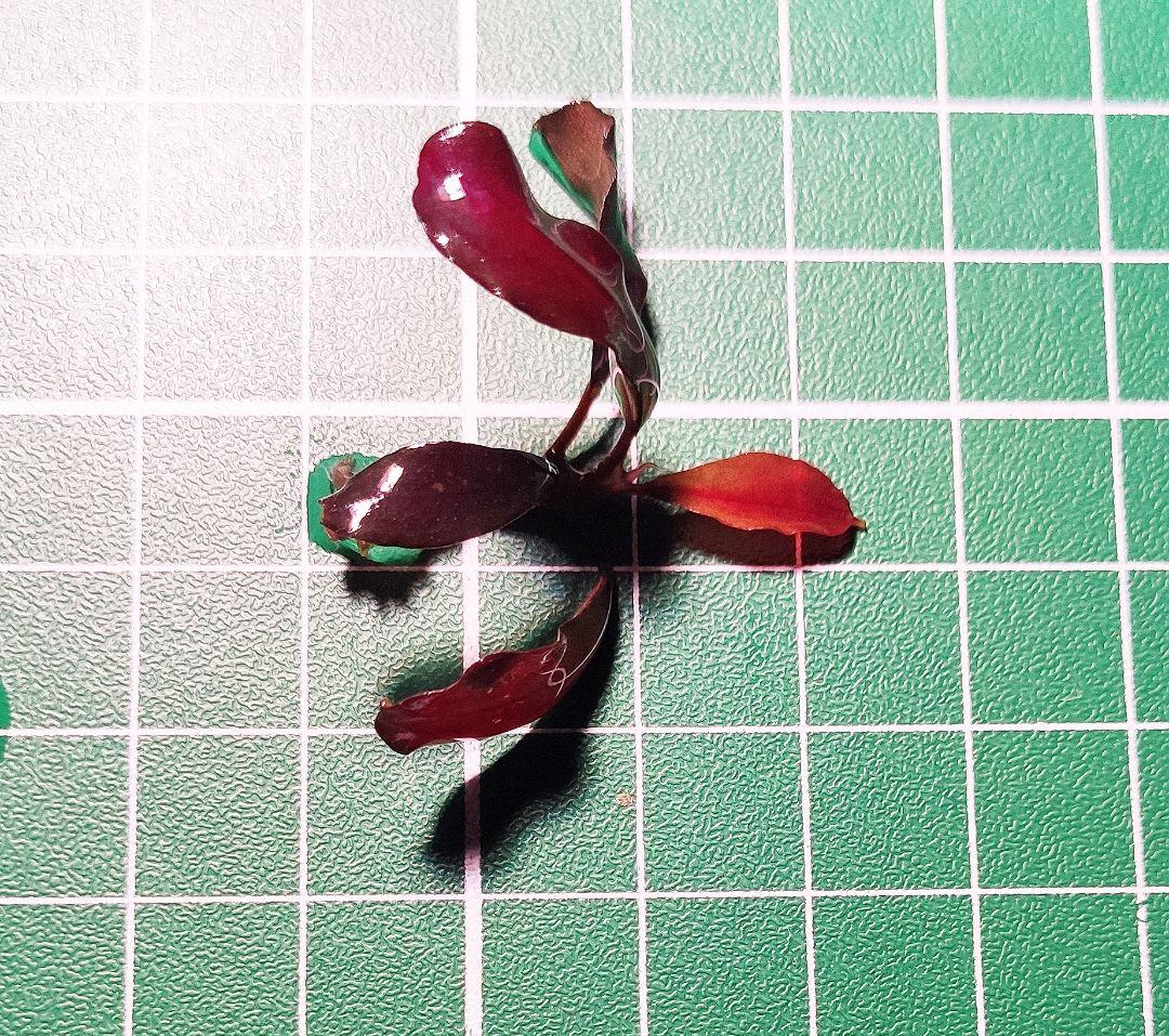 超歓迎得価 Bucephalandra sp. Brownie ghost 2011 2株 QXMyK-m69625994064 定番人気HOT