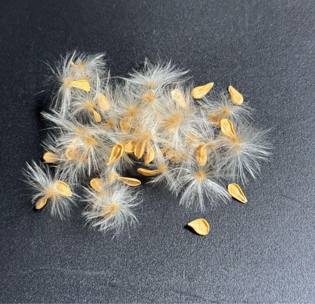 超新鮮 パキポディウム