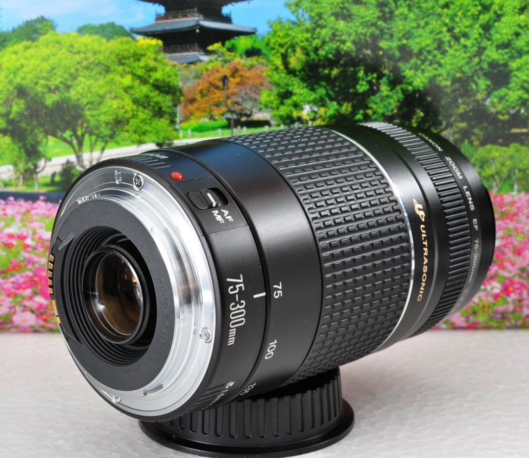 Canon キヤノン 望遠レンズ 永久保存、瞬間激写 EF75-300mm#１ Canon - Canon キヤノン 望遠レンズ 永久保存、瞬間激写！ EF75