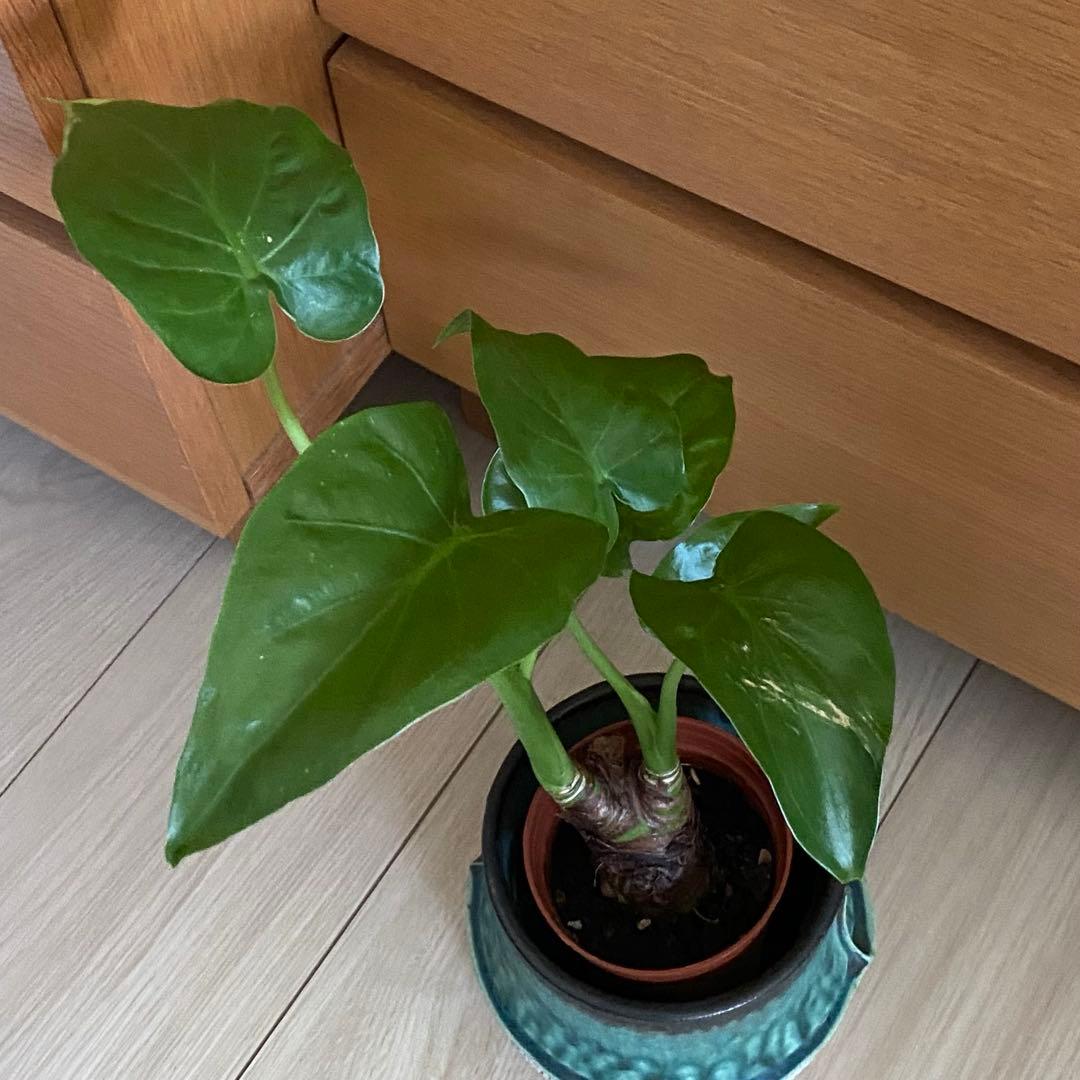 極太　二本分技クワズイモ(出世芋) 抜き苗 ❤️人気観葉植物❤️ 幹極太 クワズイモ(出世芋) ２本分技仕立て