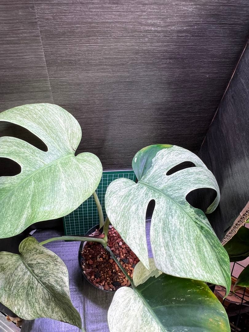 モンステラデリシオーサ バラエティ