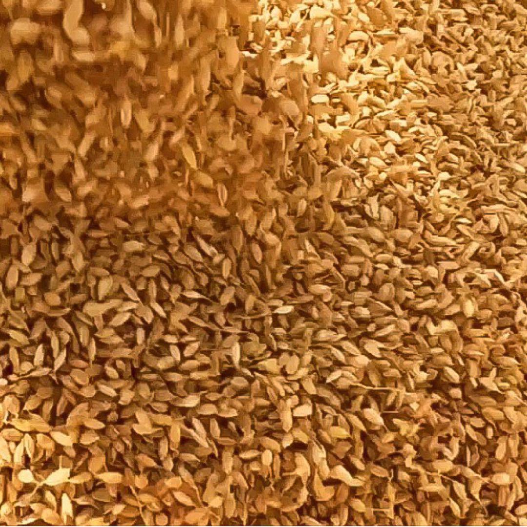 早期予約】【新米】無農薬玄米20kg 20キロ 農家直送 福岡県産