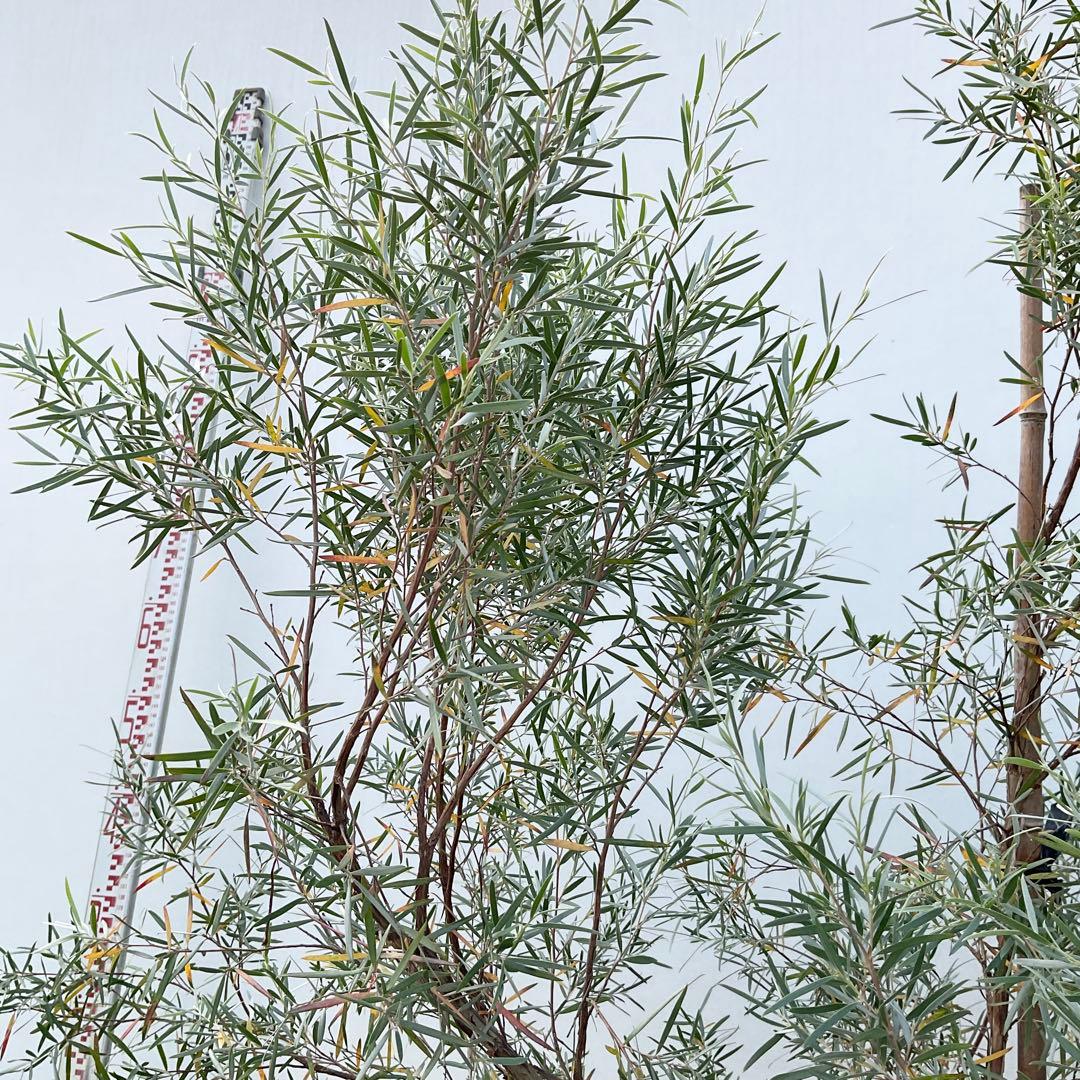 シルバーティーツリー