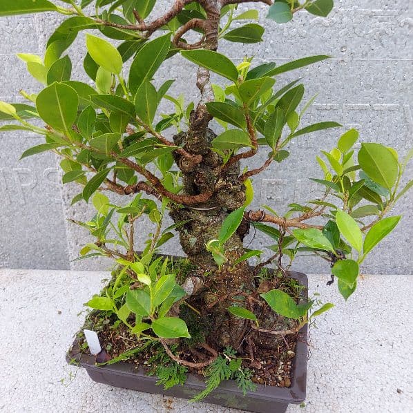 奄美のガジュマルやや傷や汚れあり