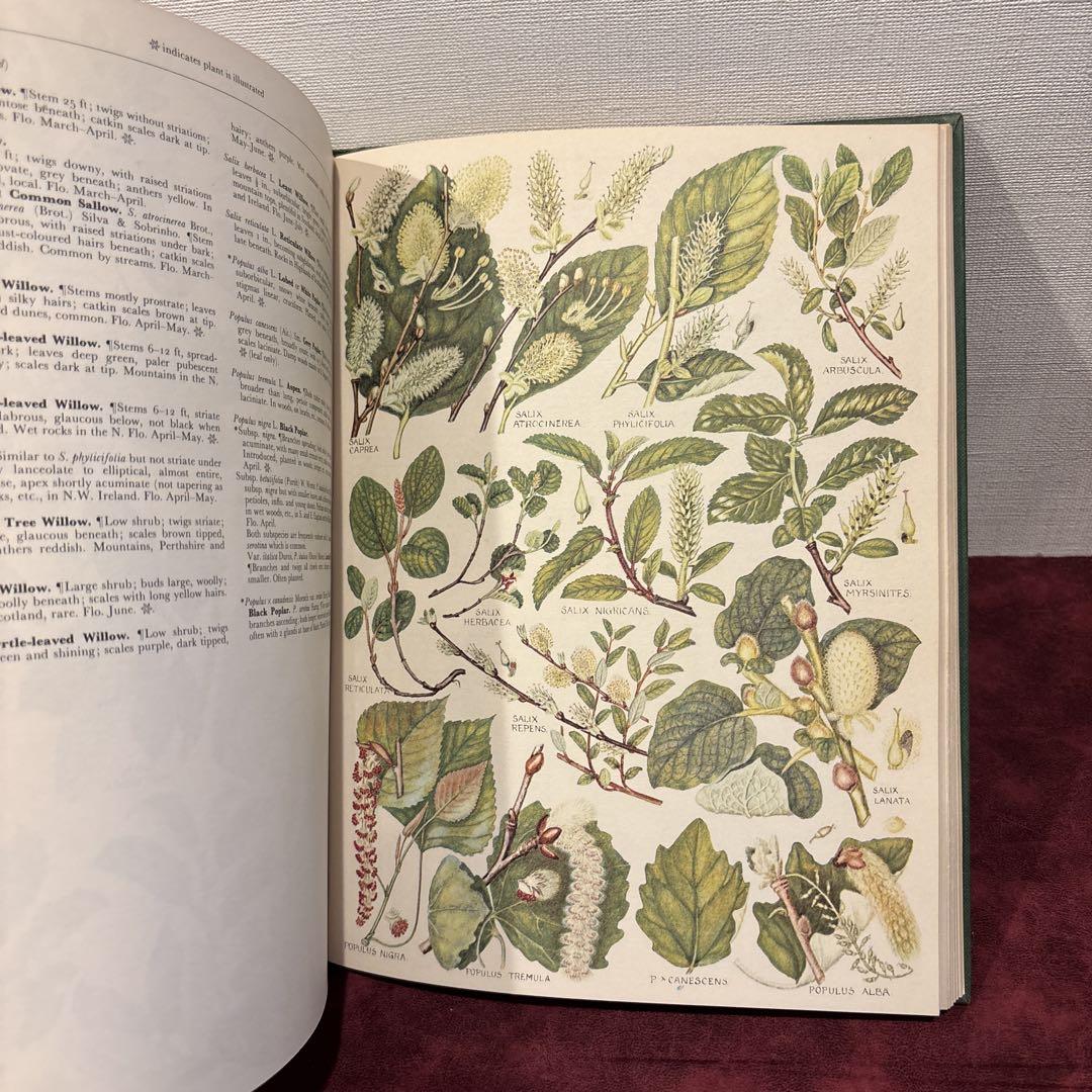 79②ビンテージ植物絵 植物図鑑 洋書古書 ボタンニカルアート