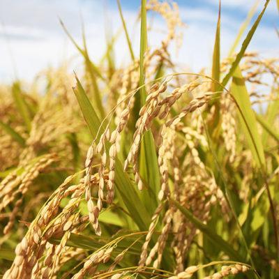 幻のお米 令和6年度『いのちの壱』 岐阜県産 新米 玄米 30kg 送料無料 画像3