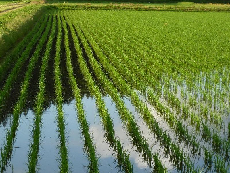 幻のお米 令和6年度『いのちの壱』 岐阜県産 新米 玄米 30kg 送料無料 画像4