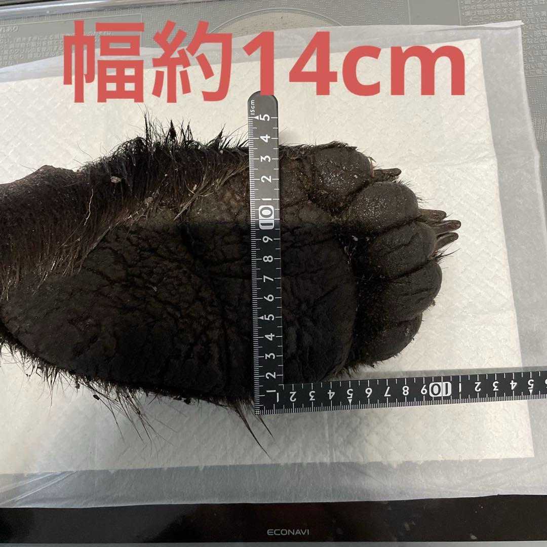 ヒグマ後ろ足、オス、幅14cm、長さ32cm冷凍品（クール便発送