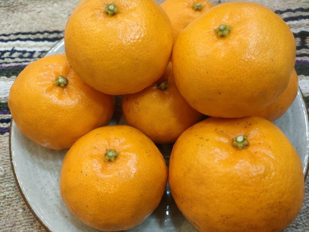 はるみ　みかん　オレンジ　10kg　減農薬　国産　和歌山県産　小玉