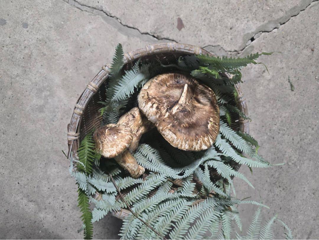 天然国産　兵庫県丹波産　松茸
