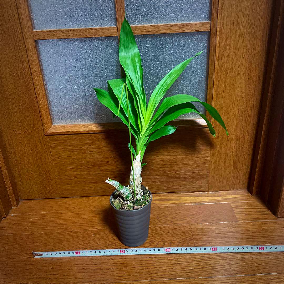 タケノコ蘭 ブラックパール 洋ラン 観葉植物 蘭 メルカリ