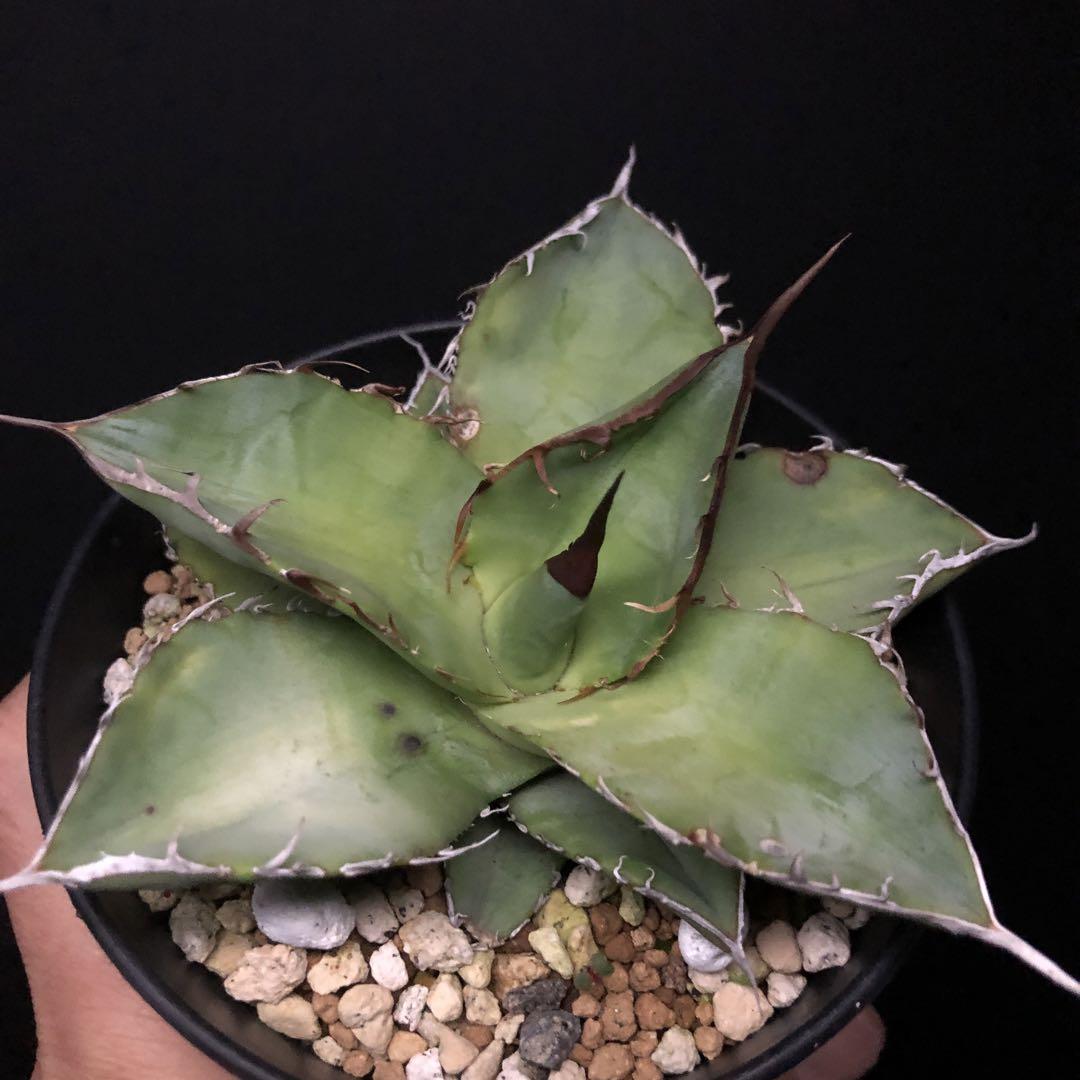 yo4515様确認