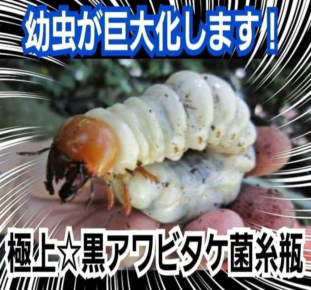 ニジイロクワガタに抜群！黒アワビタケ菌糸瓶【4本】栄養添加剤