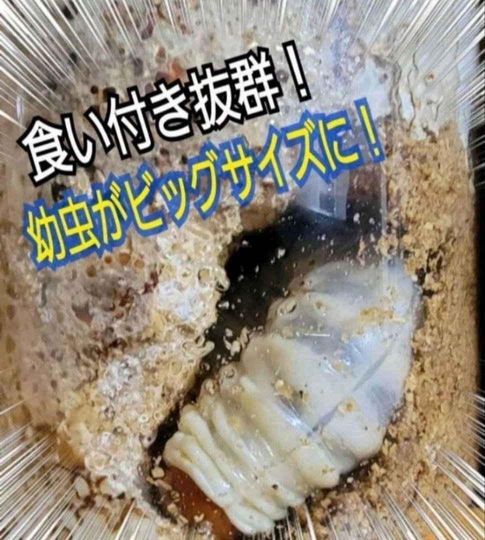 ニジイロクワガタに抜群！黒アワビタケ菌糸瓶【4本】栄養添加剤