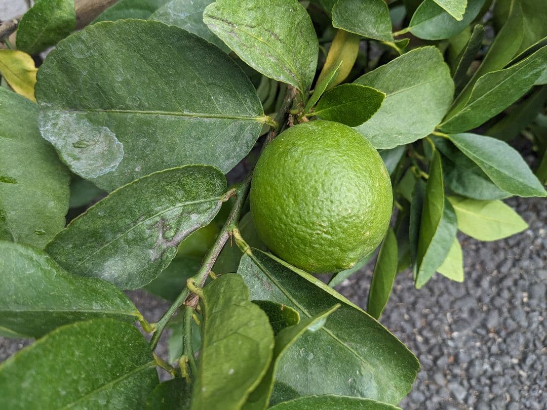 ライム大苗木