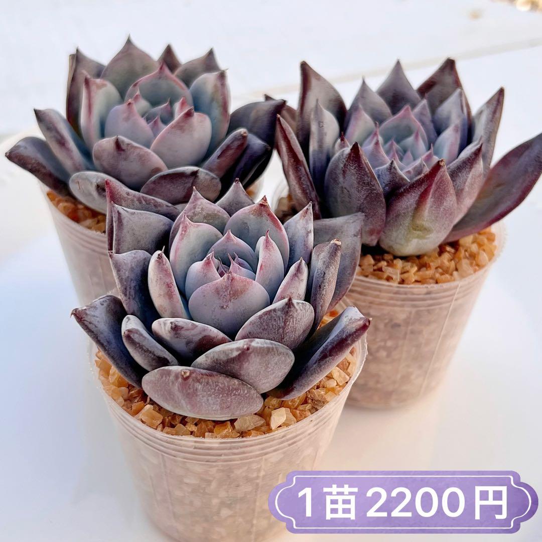 多肉植物　ブラックサバス　韓国苗