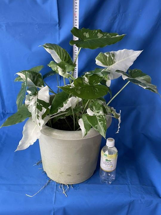 逸品】 759 白 斑入り クワズイモ Alocasia odora variegata 植物/観葉植物 インテリア・住まい・小物¥102,874-www.montevideocollege.edu.uy 逸品】 759 白 斑入り クワズイモ Alocasia odora variegata 植物/観葉植物 インテリア・住まい・小物¥102,874-www.montevideocollege.edu.uy