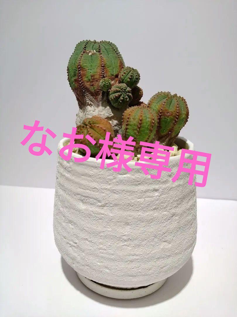 巨大 群生 希少 ユーフォルビア オベサ Euphorbia obesa 選抜株