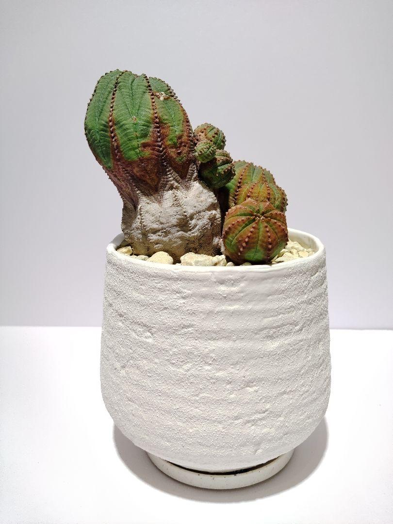 巨大 群生 希少 ユーフォルビア オベサ Euphorbia obesa 選抜株 巨大 群生 希少 ユーフォルビア オベサ Euphorbia obesa 選抜株