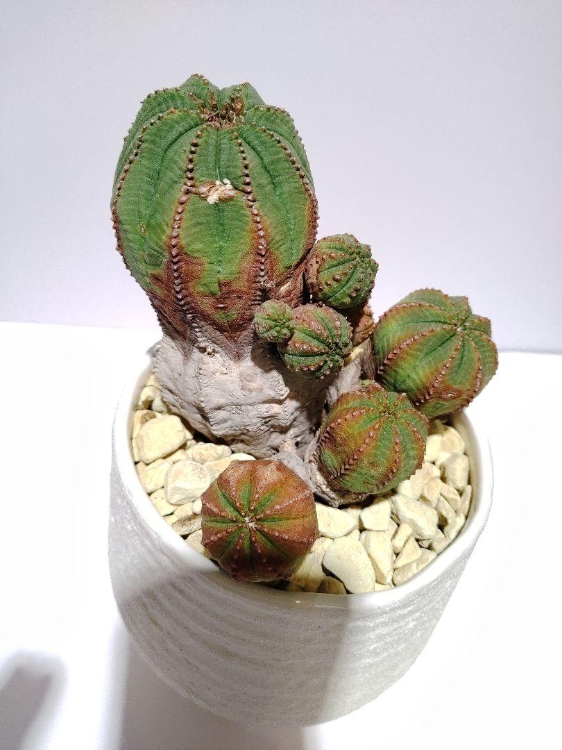 巨大 群生 希少 ユーフォルビア オベサ Euphorbia obesa 選抜株 巨大 群生 希少 ユーフォルビア オベサ Euphorbia obesa 選抜株