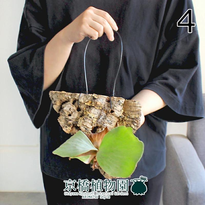 現品】コウモリラン/ビカクシダ・エレファントティス コルク付き