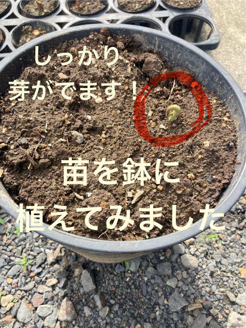 わらび　苗　100本　つよいです!