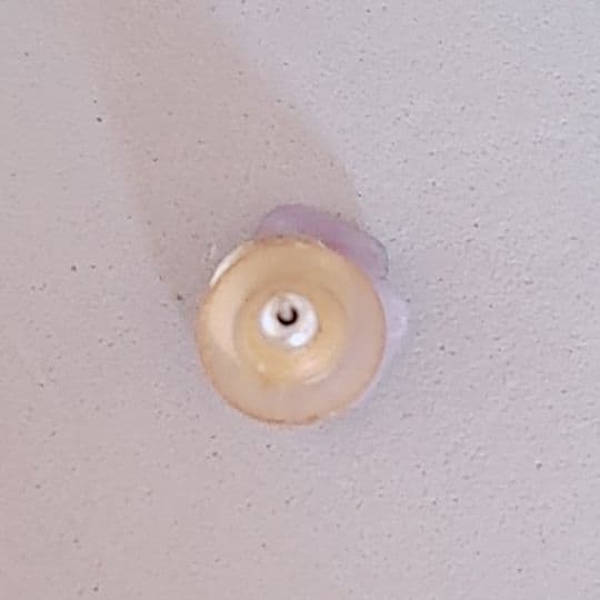 シャネル ピアス カメリア 片耳 刻印 パープル 希少 シャネル ピアス カメリア 片耳 刻印 パープル 希少