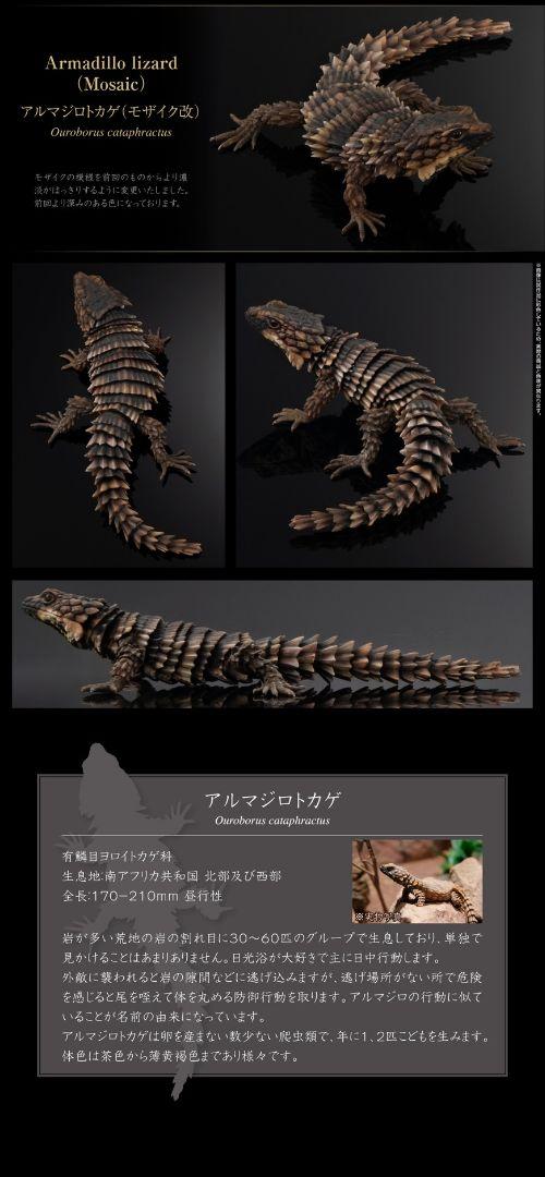 アルマジロトカゲ（モザイク改）　いきもの大図鑑アドバンス　生き物　ガシャポン