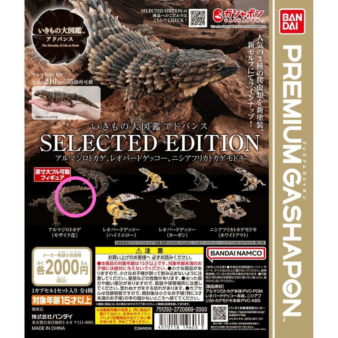アルマジロトカゲ（モザイク改）　いきもの大図鑑アドバンス　生き物　ガシャポン