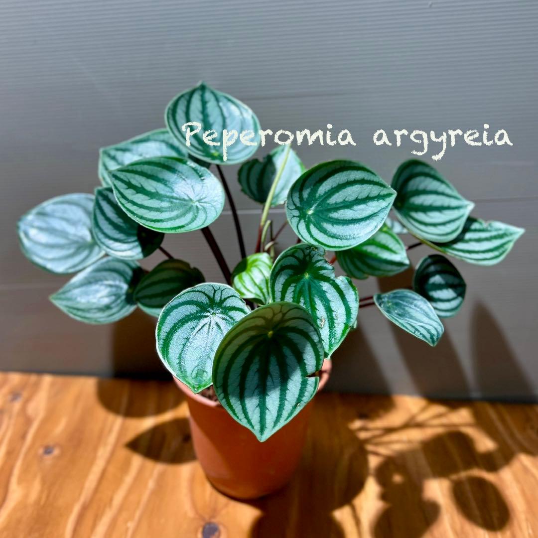 スイカペペロミア スイカぺぺ ペペロミア サンデルシー 抜き苗 スイカペペロミア スイカぺぺ ペペロミア サンデルシー 抜き苗