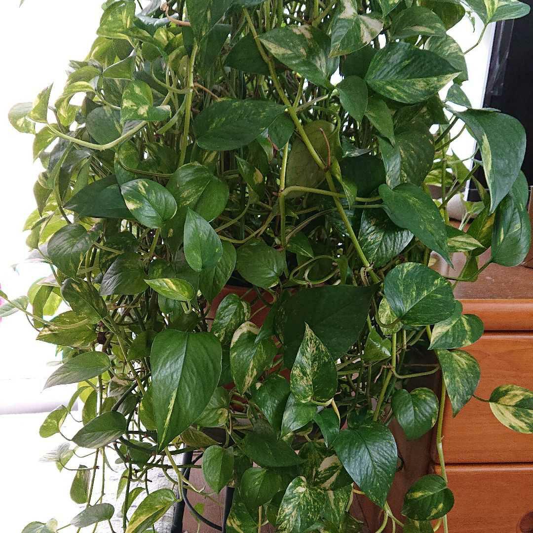 最大79 Offクーポン Lポトス 観葉植物 7本 ワイヤープランツ Riversidemedicalarts Com