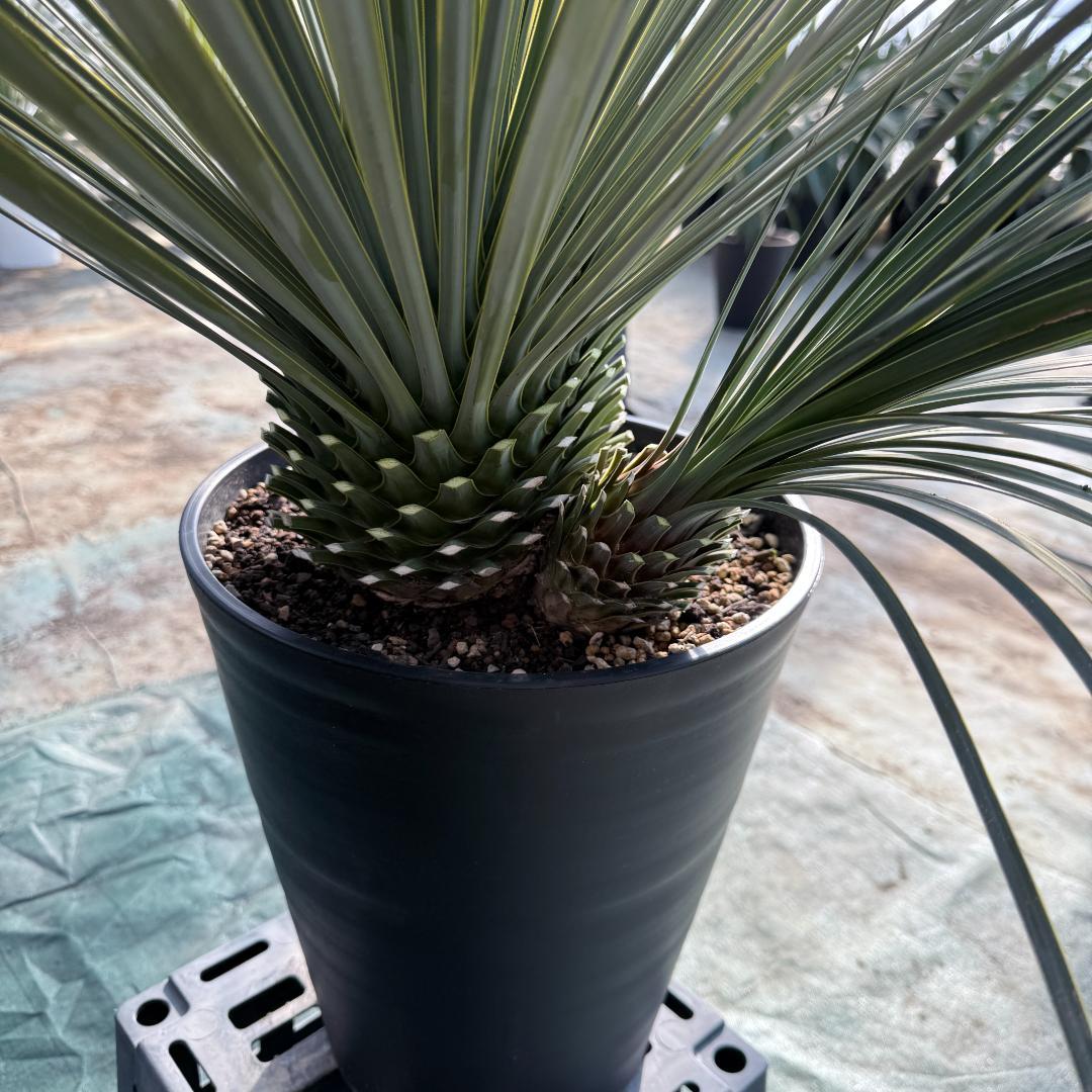 【AL843】ユッカ　ロストラータ　ダブルヘッド ユッカ ロストラータ ダブルヘッドの極美個体(Yucca rostrata