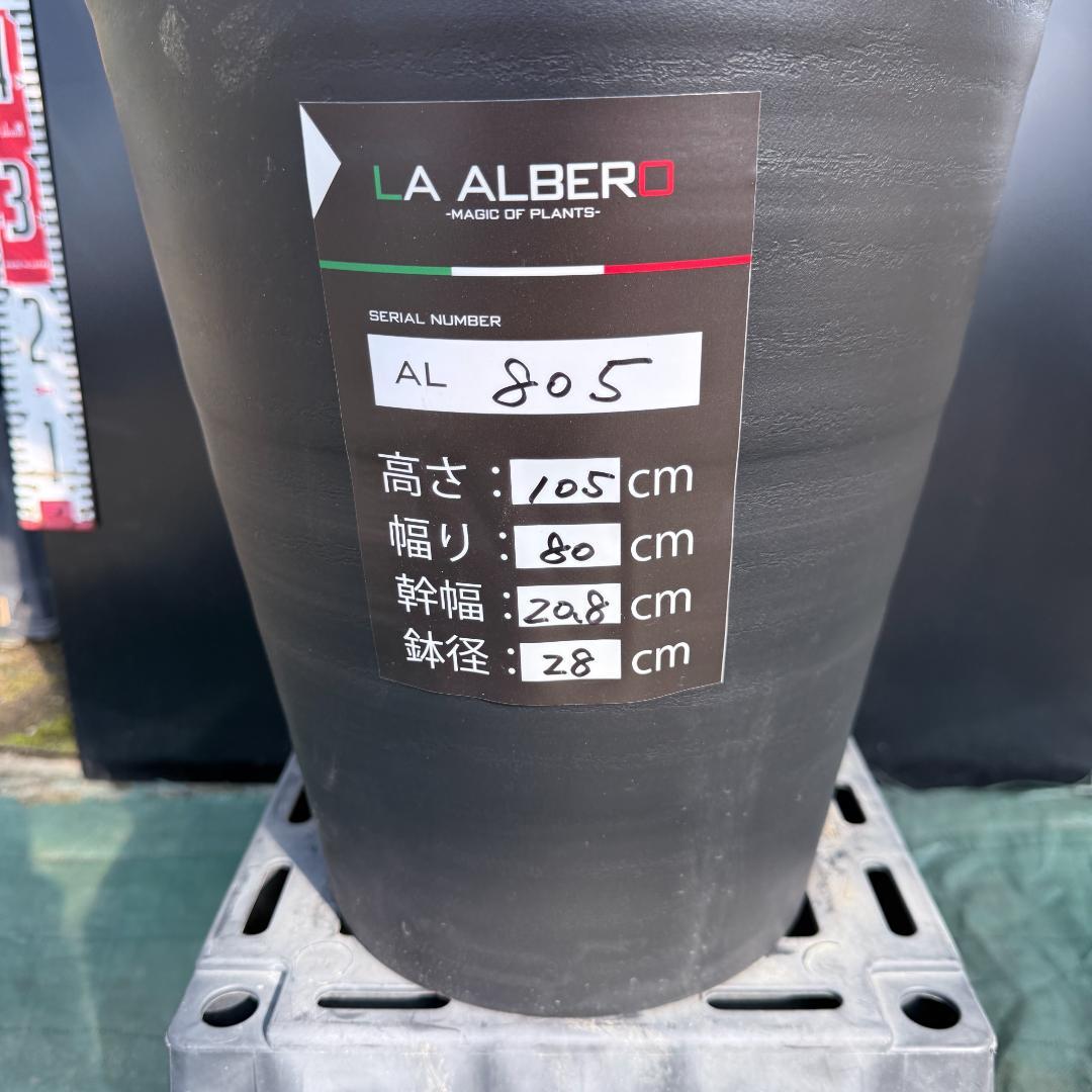 【AL935】ユッカ　ロストラータ トリプル　超希少ランチョブルー（品種名） AL936】ユッカ ロストラータ トリプル 超希少ランチョブルー