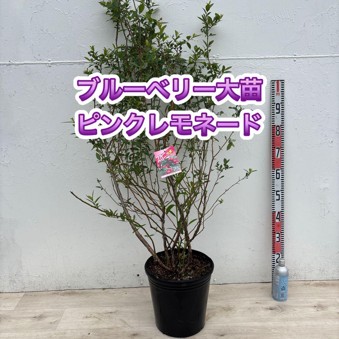 ブルーベリー苗 ピンクレモネード　ハイブリッド系　 9号鉢　大苗