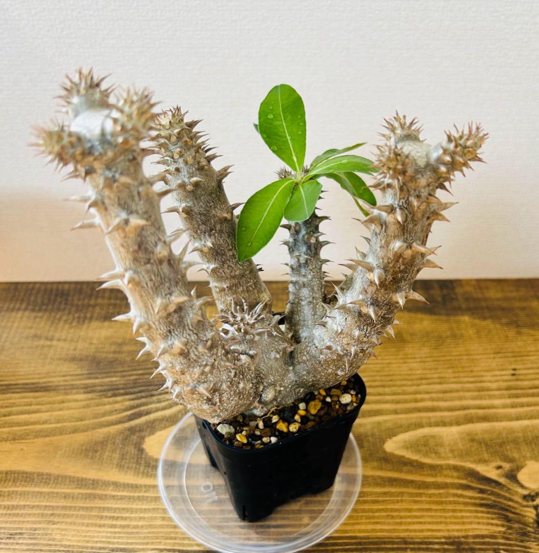 ◆鉢付き目立った傷や汚れなし