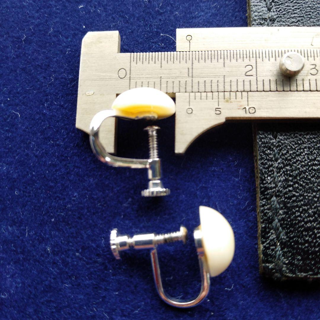 鯨歯 マッコウクジラ