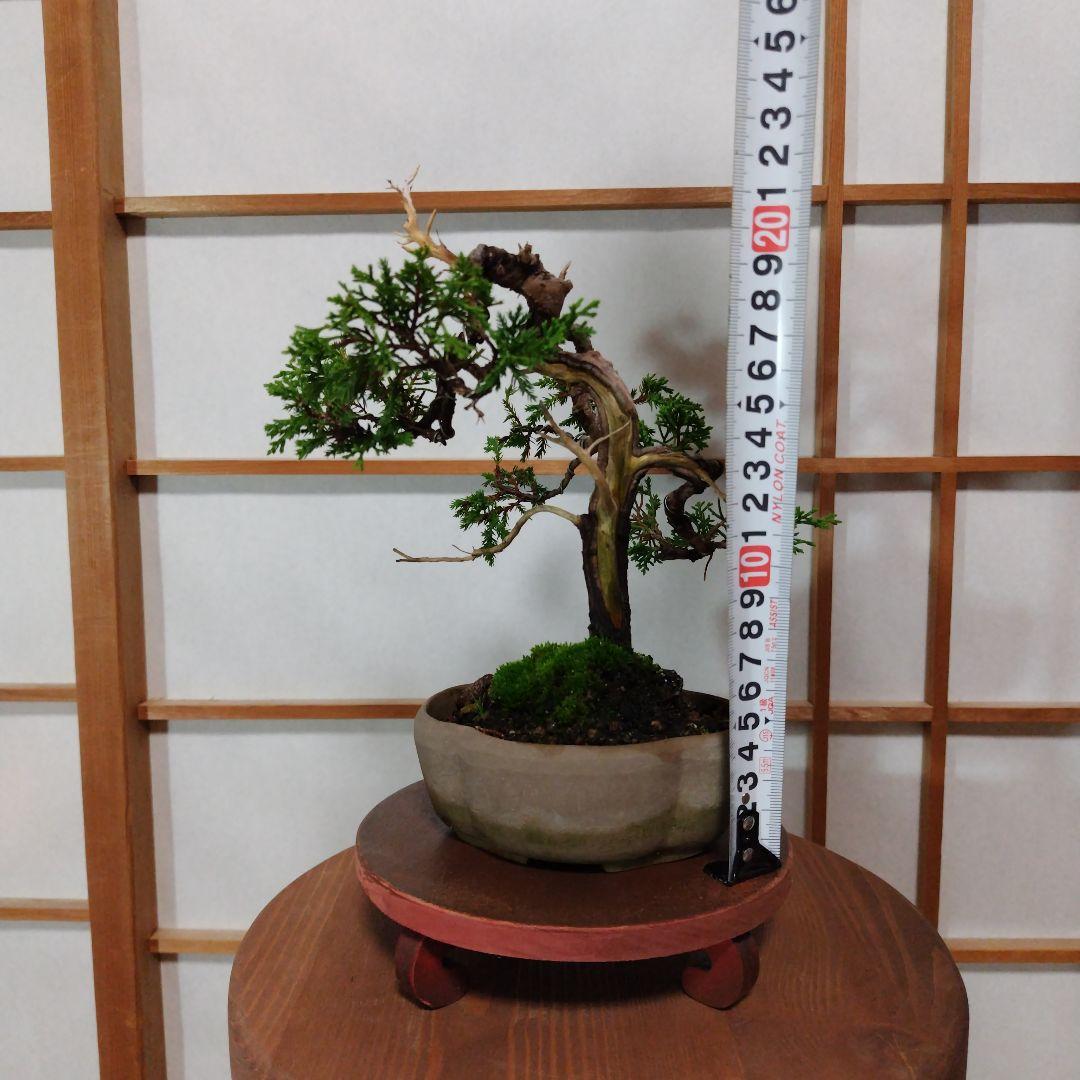 木瓜鉢目立った傷や汚れなし