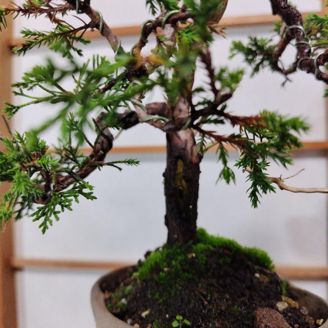 シャリ 木瓜鉢目立った傷や汚れなし