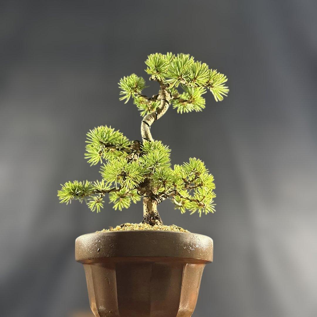貴風盆栽 赤石五葉松